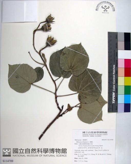 黃槿藏品圖，第1張