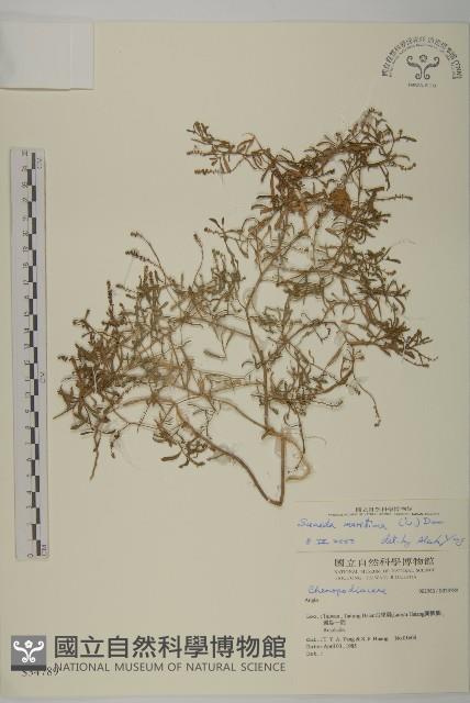 裸花鹼蓬藏品圖，第1張