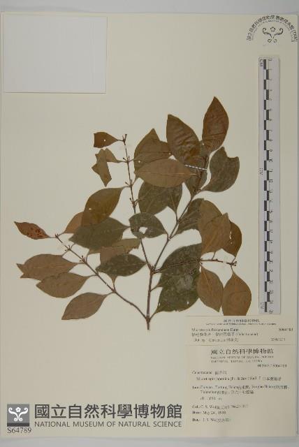 福建賽衛矛、福建假衛矛藏品圖，第1張