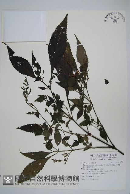 曲莖馬藍藏品圖，第1張