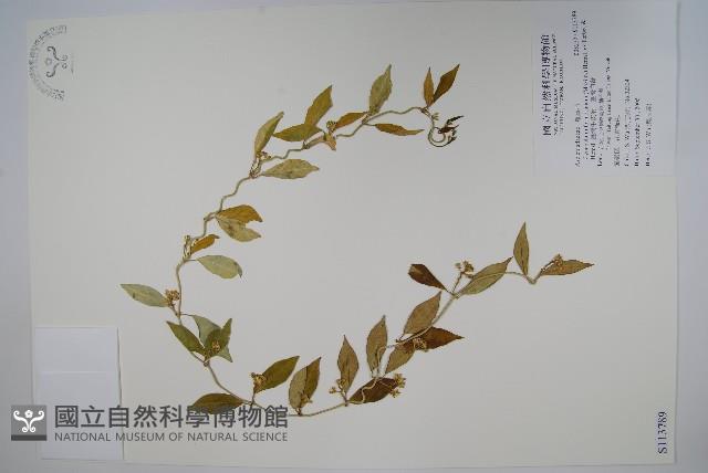 Formosan swallowwort Collection Image, Figure 1, Total 2 Figures