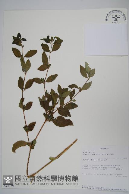 登錄號:S093789藏品圖，第1張