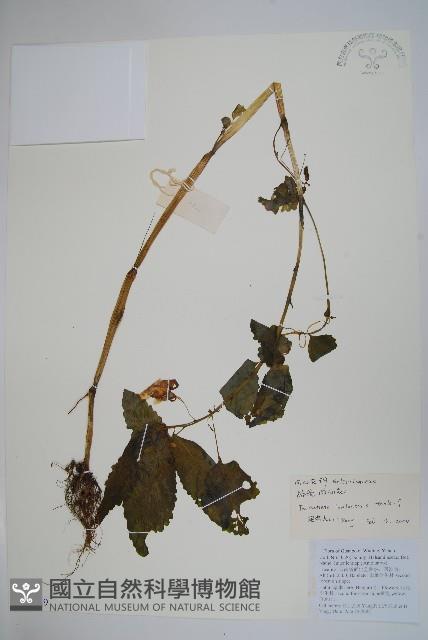 路南鳳仙花藏品圖，第1張