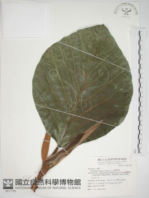 麵包樹藏品圖，第1張