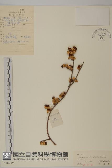 南蛇藤藏品圖，第1張