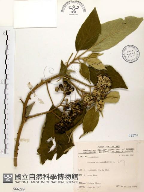 山煙草藏品圖，第1張