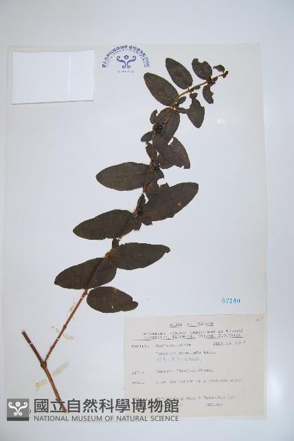 阿里山忍冬、漸尖葉忍冬藏品圖，第1張