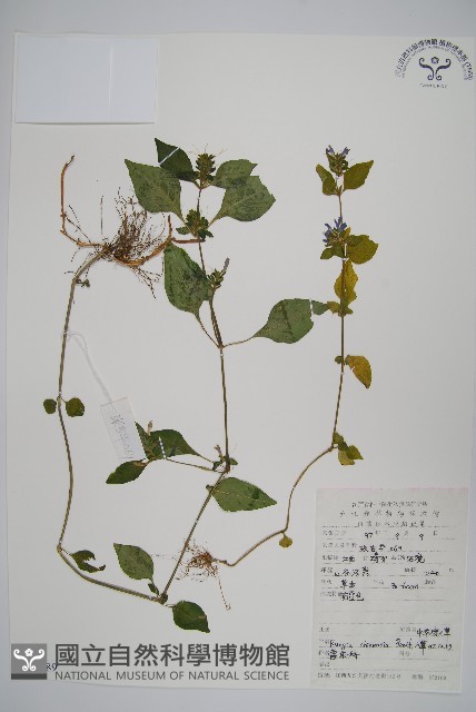 明萼草藏品圖，第1張