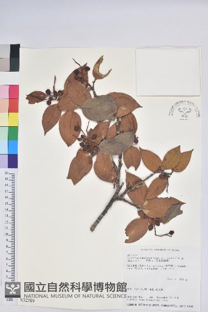 珍珠花、長尾葉越橘藏品圖，第1張