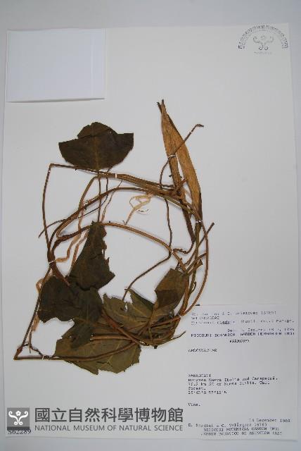 登錄號:S062289藏品圖，第1張