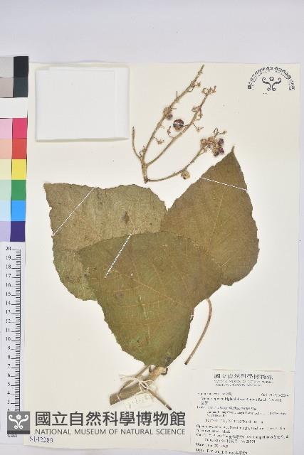 蟲屎藏品圖，第1張