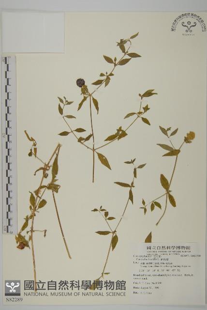 狗筋蔓藏品圖，第1張