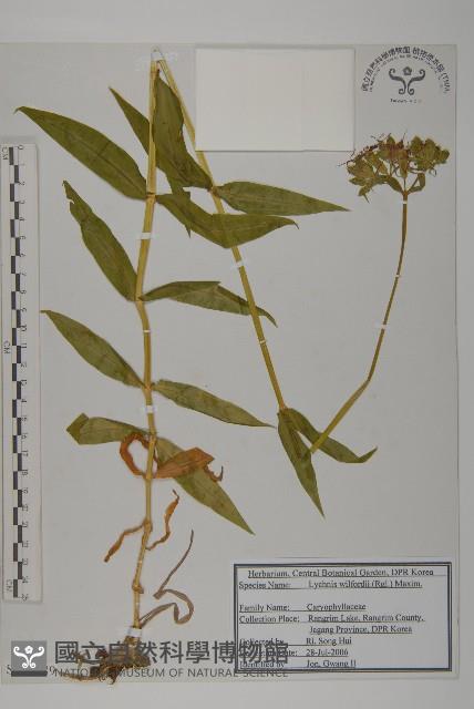 絲瓣剪秋籮藏品圖，第1張