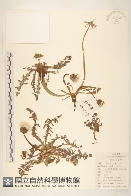 蒲公英藏品圖，第1張