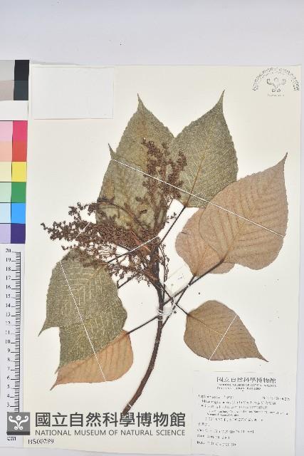 阿里山珍珠蓮藏品圖，第1張