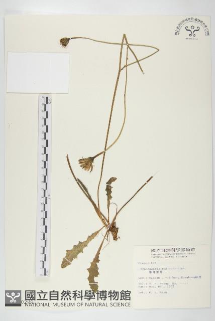 貓兒菊藏品圖，第1張