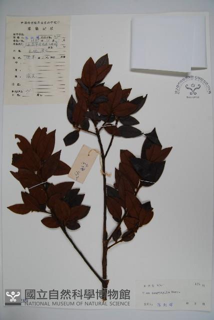 黃毛冬青藏品圖，第1張