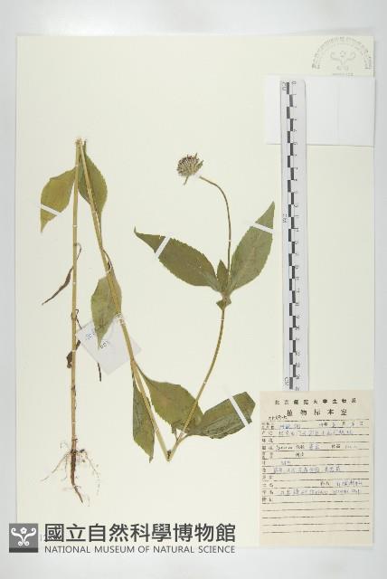 續斷藏品圖，第1張