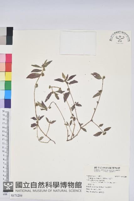 飛揚草藏品圖，第1張