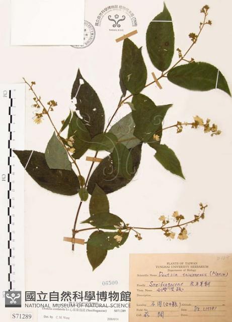 心基葉溲疏藏品圖，第1張