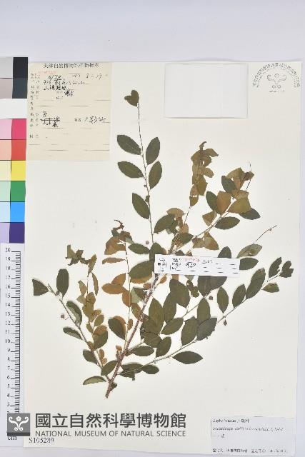 葉底珠、市蔥密花葉底珠藏品圖，第1張