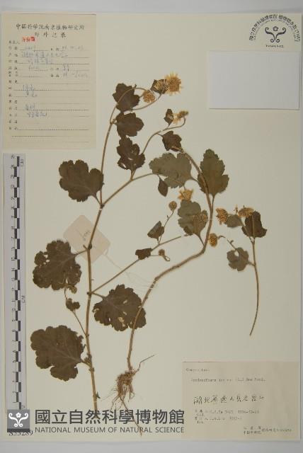 油菊、野菊藏品圖，第1張