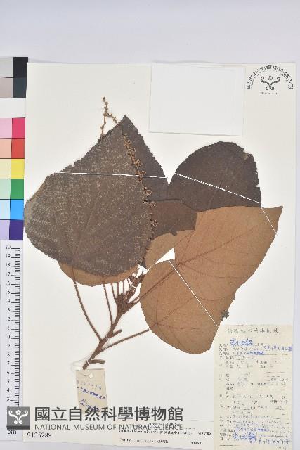 東南野桐藏品圖，第1張