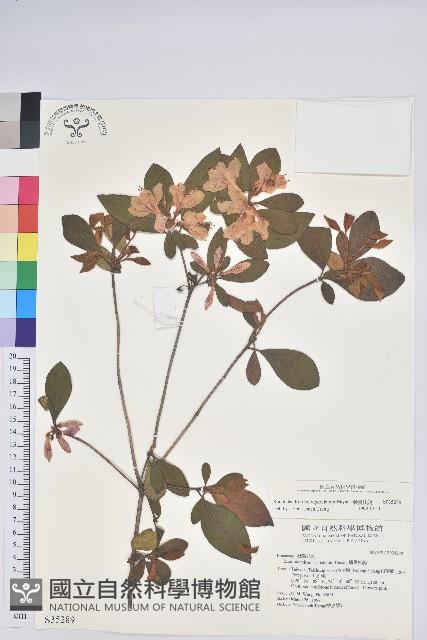 南澳杜鵑藏品圖，第1張