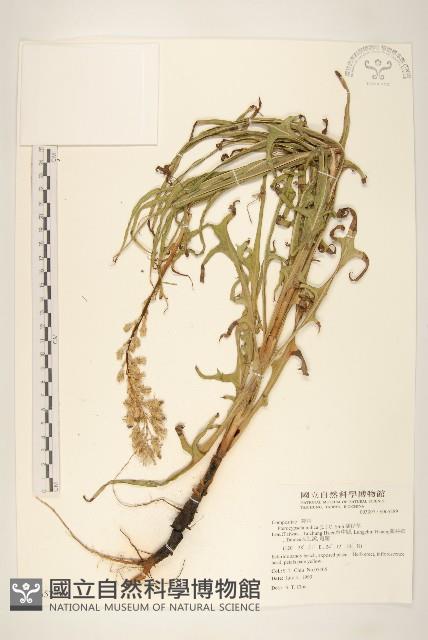 Accession Number:S065289 Collection Image, Figure 1, Total 2 Figures