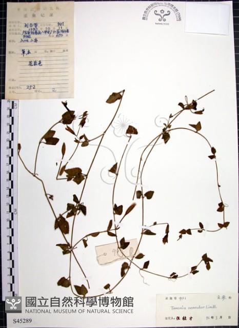 倒地蜈蚣藏品圖，第1張