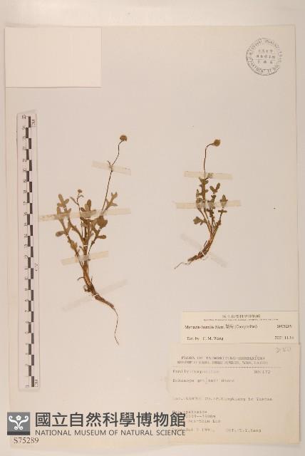 矮菊藏品圖，第1張