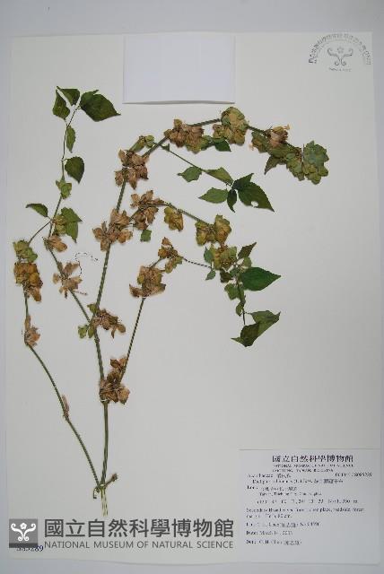 華九頭獅子草藏品圖，第1張