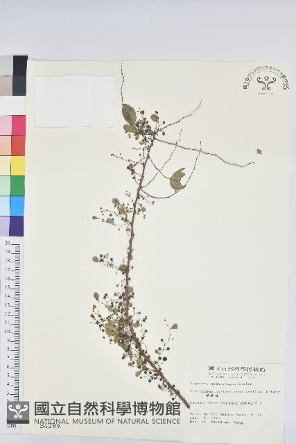 葉底珠、市蔥密花葉底珠藏品圖，第1張