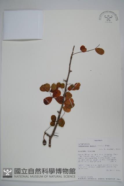 登錄號:S094289藏品圖，第1張