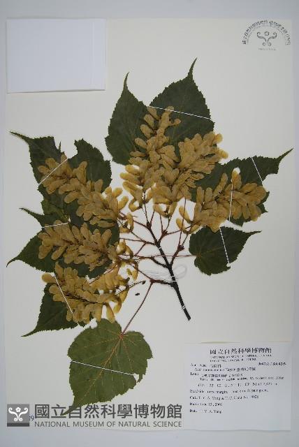 臺灣紅榨槭藏品圖，第1張
