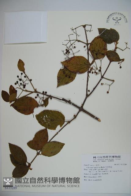 呂宋莢迷藏品圖，第1張