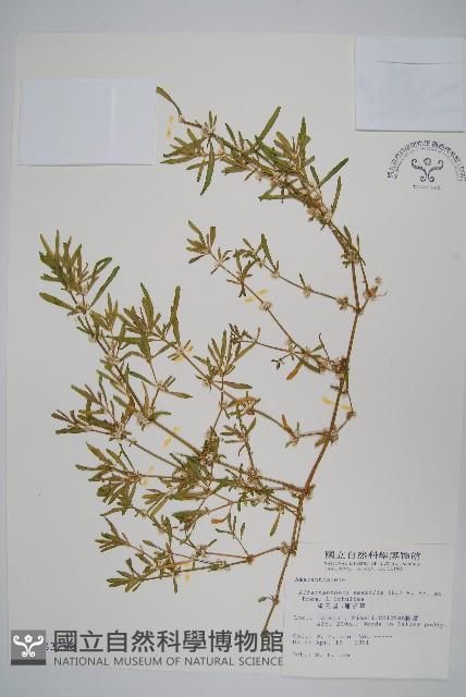 蓮子草藏品圖，第1張