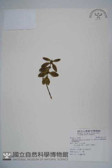 臺灣黃楊藏品圖，第1張