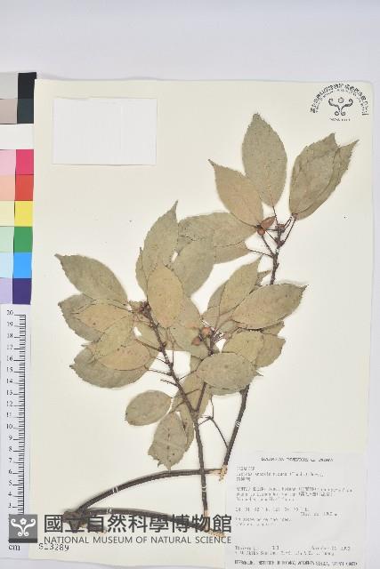 青剛櫟、鐵椆藏品圖，第1張