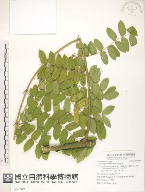 蓮實藤、喙莢雲實藏品圖，第1張