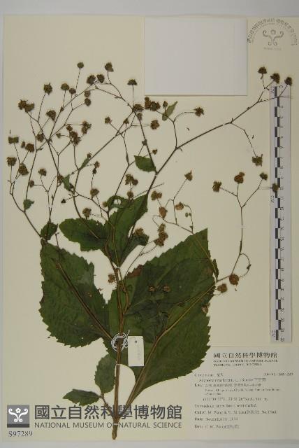 下田菊藏品圖，第1張