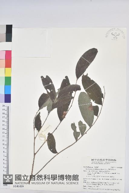 裡白饅頭果藏品圖，第1張