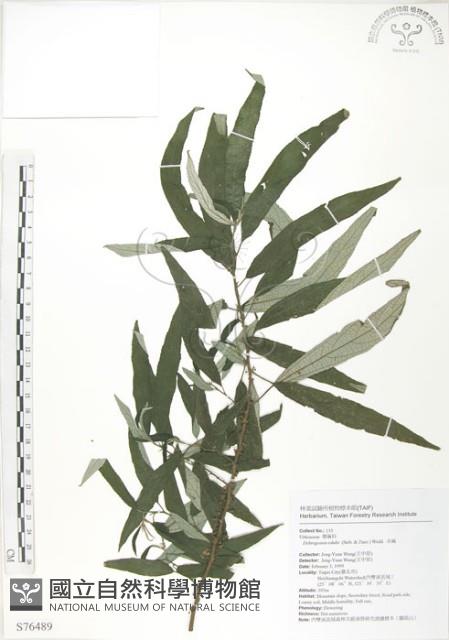 水麻藏品圖，第1張