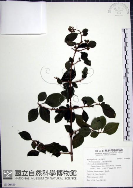 腺果藤、刺藤藏品圖，第1張