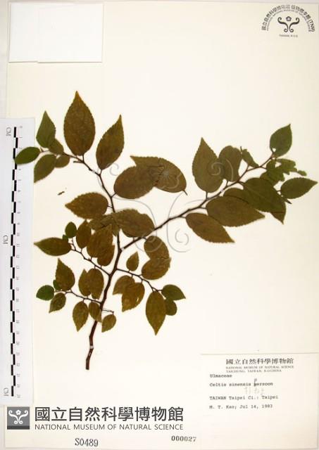 朴樹藏品圖，第1張