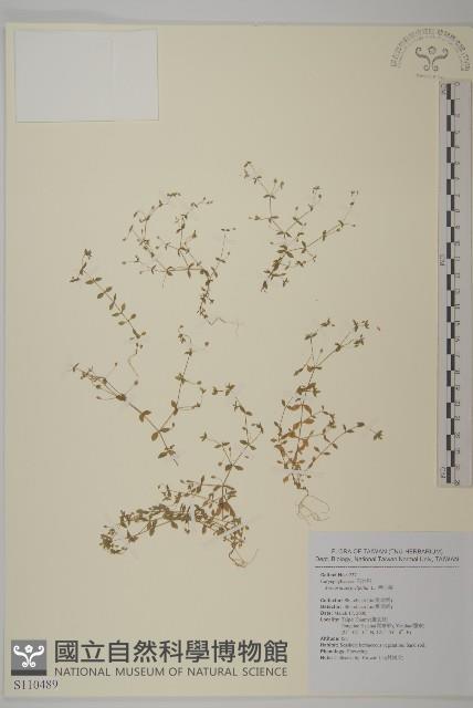 無心菜、鵝不食草藏品圖，第1張