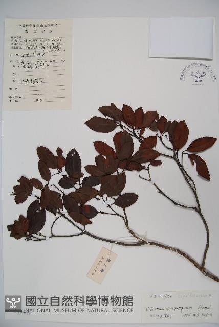 高山莢迷藏品圖，第1張