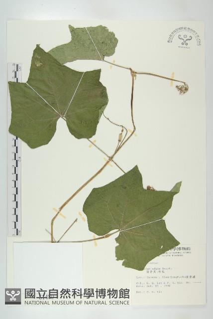 佛手瓜、梨瓜、香木緣瓜藏品圖，第1張