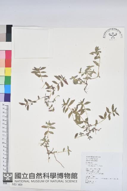 乳仔草藏品圖，第1張