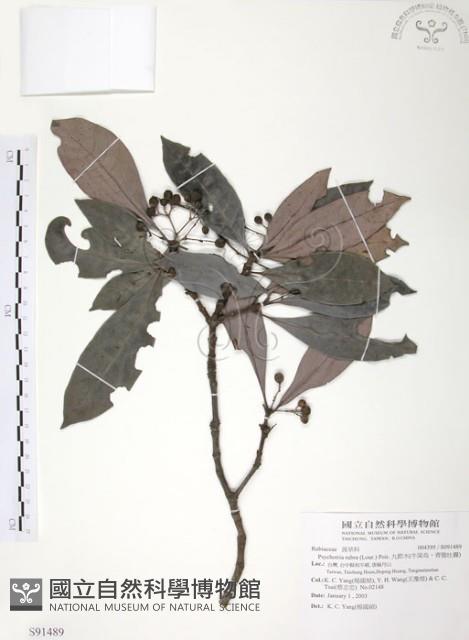 九節木、牛屎烏、青龍吐霧藏品圖，第1張